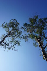 two little green leafy trees with a clean blue sky