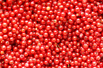 Red currant berries as a beautiful natural background.