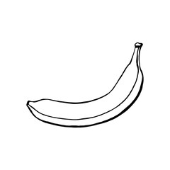 Vector hand drawn banana, fruit. Decorative retro style collection farm product restaurant menu, market label.