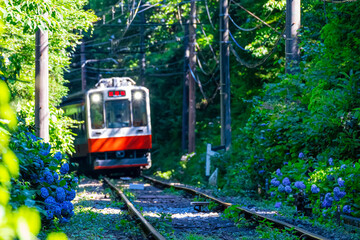 Naklejka premium 【神奈川県 箱根】箱根登山鉄道沿いのアジサイ