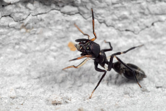 Macro Photo of Ant Mimic Jumping Spider on The Wall