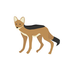 Obraz premium Jackal Illustration