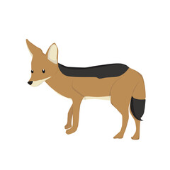 Jackal  Illustration