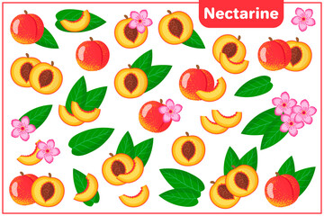 Set of vector cartoon illustrations with Nectarine exotic fruits, flowers and leaves isolated on white background