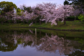 Fototapeta na wymiar 日本の春の公園・夕暮れの池のほとりに咲く桜とリフレクション