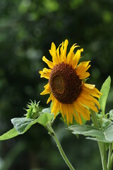 Helianthus annuus, the common sunflower, is a large annual forb of the genus Helianthus grown as a crop for its edible oil and edible fruits. This sunflower species is also used as wild bird food, 