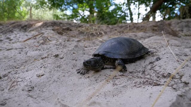 River Turtle Crawling on Sand to Water near Riverbank. Slow Motion