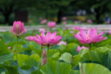 Fototapeta premium 蓮の花 埼玉県行田市 日本