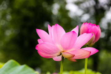 Fototapeta premium 蓮の花 埼玉県行田市 日本