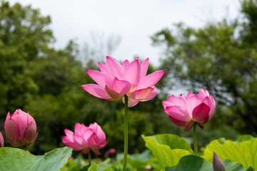 蓮の花　埼玉県行田市　日本