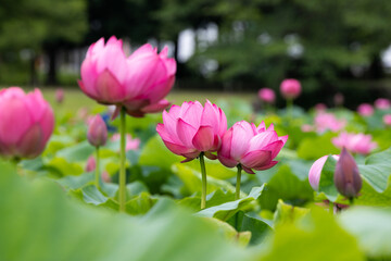 Fototapeta premium 蓮の花 埼玉県行田市 日本