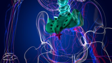 Human Skeleton Vertebral Column Coccyx or tail bone Anatomy © mybox