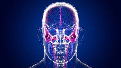 Human Skeleton Skull Temporal Bone Anatomy For Medical Concept © mybox