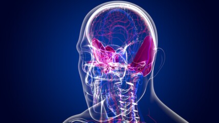 Human Skeleton Skull Temporal Bone Anatomy For Medical Concept © mybox