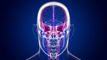 Human Skeleton Skull Sphenoid Bone Anatomy For Medical Concept © mybox