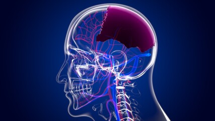 Human Skeleton Skull Parietal Bone Anatomy For Medical Concept © mybox