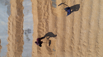 Farmers drying corn seeds for spring sowing, China