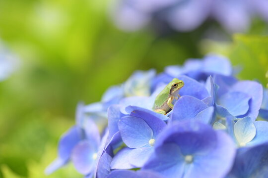 紫 カエル アマガエル のストック写真 ロイヤリティフリーの画像 ベクター イラスト Adobe Stock