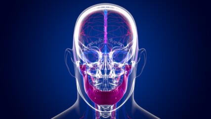 Human Skeleton Skull Mandible Bone Anatomy For Medical Concept © mybox