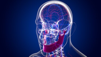 Human Skeleton Skull Mandible Bone Anatomy For Medical Concept © mybox