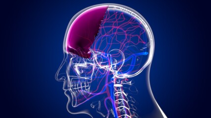 Human Skeleton Skull Frontal Bone Anatomy For Medical Concept © mybox