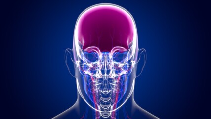 Human Skeleton Skull Frontal Bone Anatomy For Medical Concept © mybox