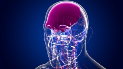 Human Skeleton Skull Frontal Bone Anatomy For Medical Concept © mybox