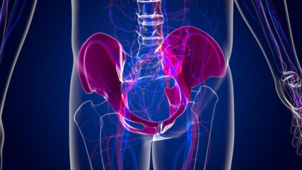 Human Skeleton Hip or Pelvic bone Anatomy For Medical Concept © mybox