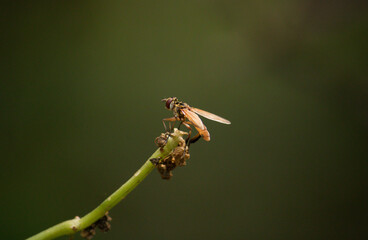 dragonfly on a leaf