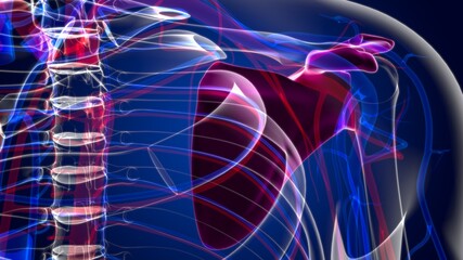 Human skeleton anatomy Scapula Bone 3D Rendering