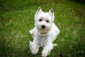 West highland white Terrier on the green grass.