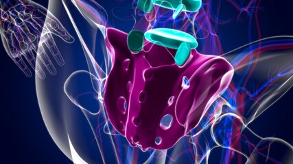 Human skeleton anatomy Sacral Bone 3D Rendering © mybox