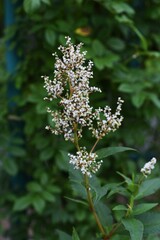Japanese knockweed is a Polygonaceae perennial plant to bloom small white flowers from summer to autumn. Young buds in spring are edible.