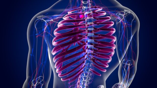 Human skeleton anatomy Rib Cage 3D Rendering