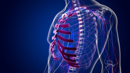 Human skeleton anatomy Costal Cartilage 3D Rendering © mybox