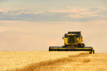 Combine harvester working in wheat field with cloudy moody sky. Harvesting machine driver cutting...