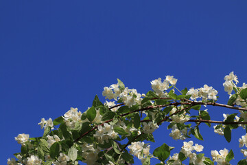 Creamy-white flowers of Sweet mock-orange (Philadelphus coronarius) in the garden against the blue sky