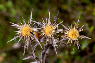 Autumn forest in the park.