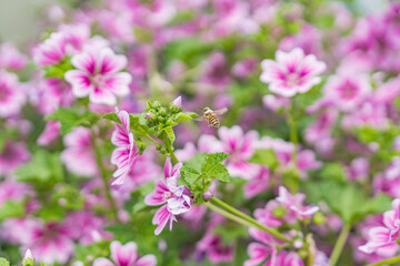 ピンクの花とミツバチ