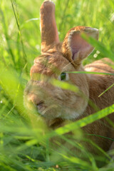 Rabbit. Red rabbit on green grass.