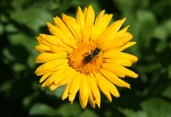 Bee on a calendula flower