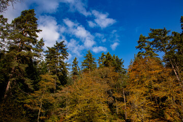 Autumn forest in the park.