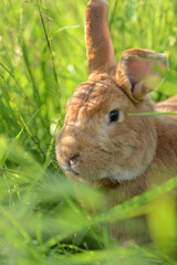 Rabbit. Red rabbit on green grass.