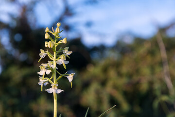 Greater Butterfly Orchid close up