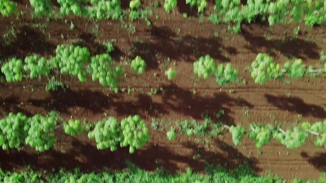 Footage over young rubber trees, Chup district, Kampong Cham province, Cambodia