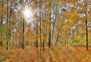 Fototapeta premium sunny yellow maple autumn forest