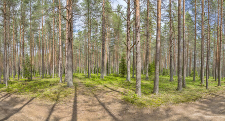 high pine green forest