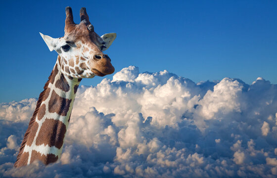 Giraffe Head Above White Clouds