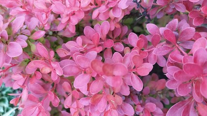 pink hydrangea flowers