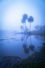 Morning on the lake early morning reeds mist fog and water surface on the lake, Pachmarhi, Madhya pradesh, India.
